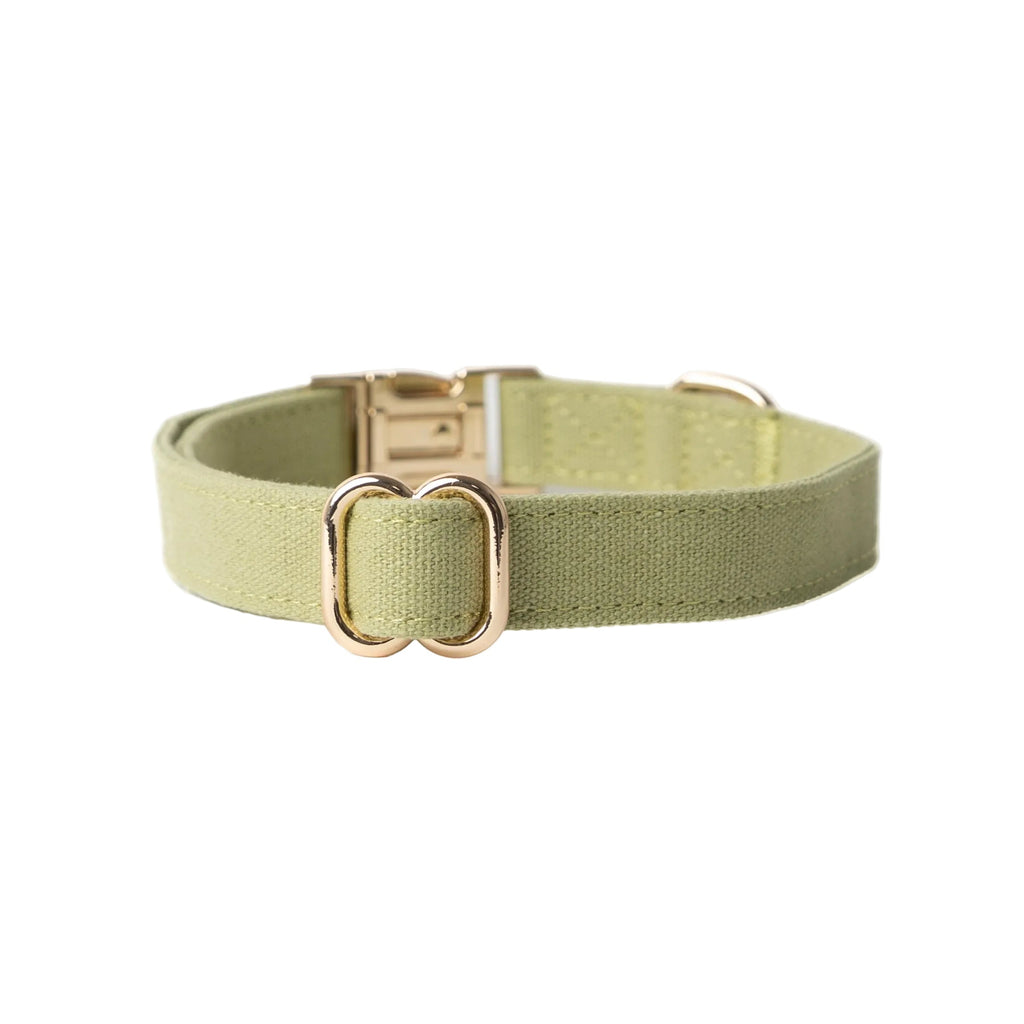 Green Canvas Dog Collar with Brass Hardware