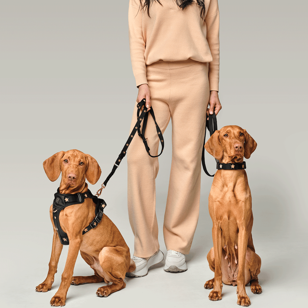 NoMad Adjustable Luxe Dog Harness - Rockstar