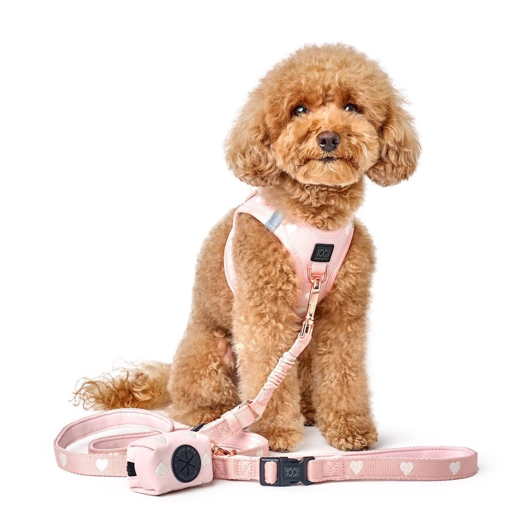 3-in-1 Adjustable Bungee Dog Leash - Sweetheart