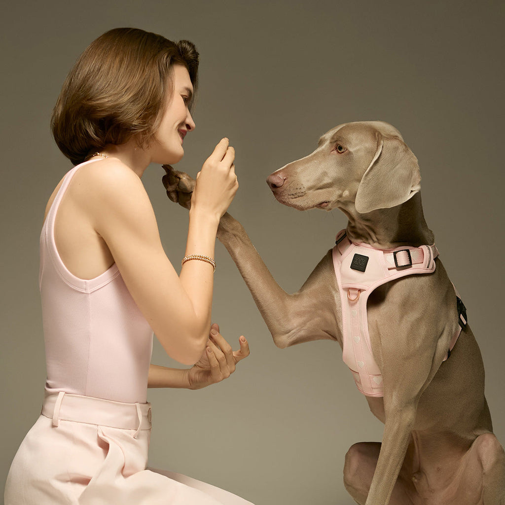 NoMad Adjustable Luxe Dog Harness - Sweetheart