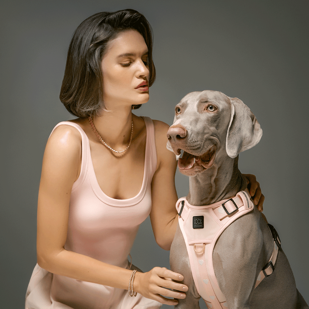 NoMad Adjustable Luxe Dog Harness - Sweetheart