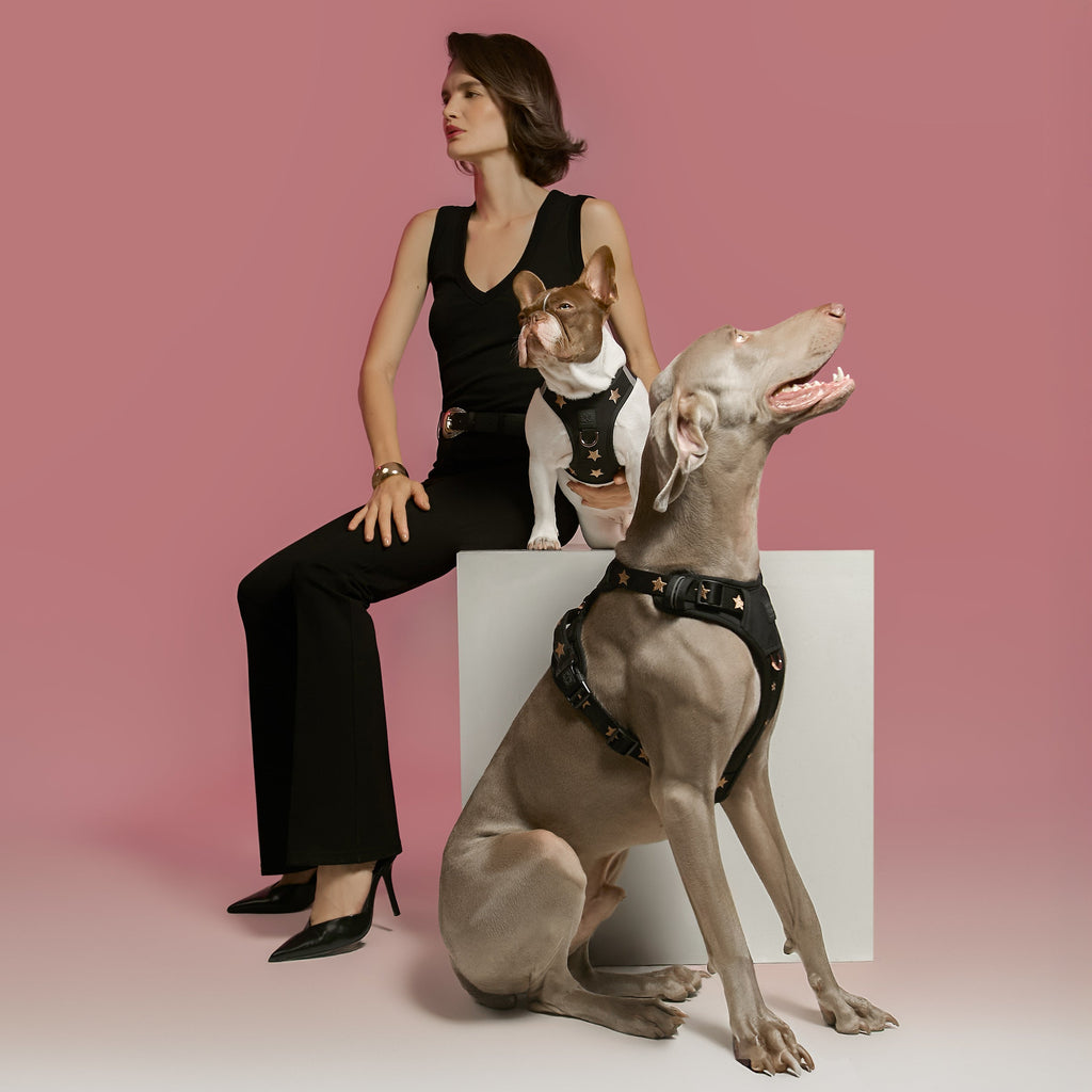 NoMad Adjustable Luxe Dog Harness - Rockstar