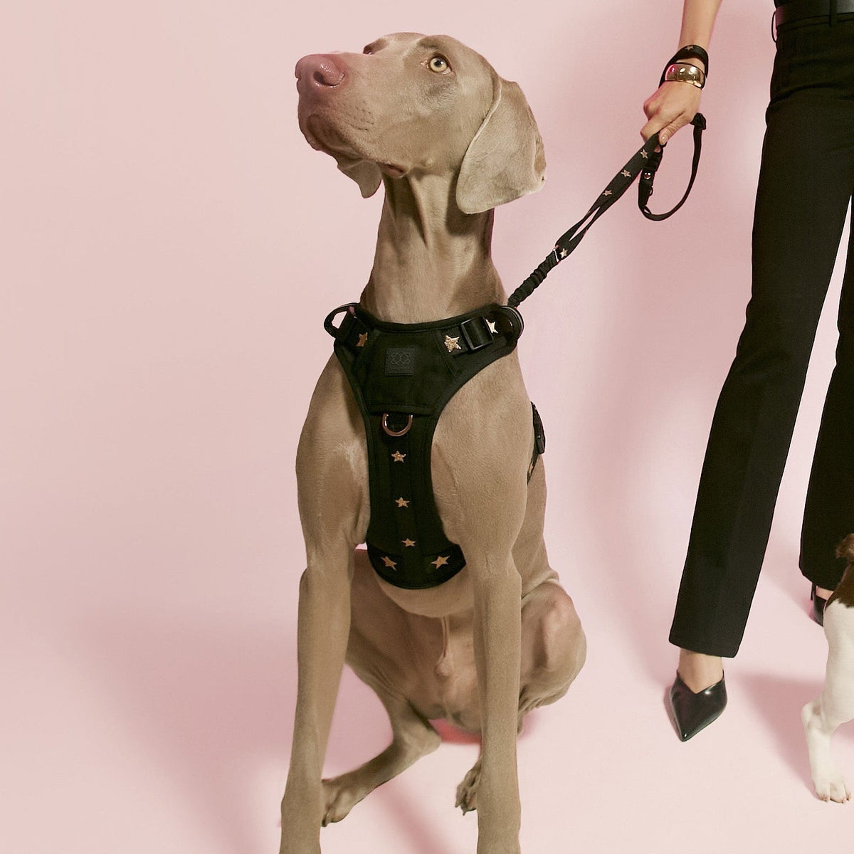 NoMad Adjustable Luxe Dog Harness - Rockstar