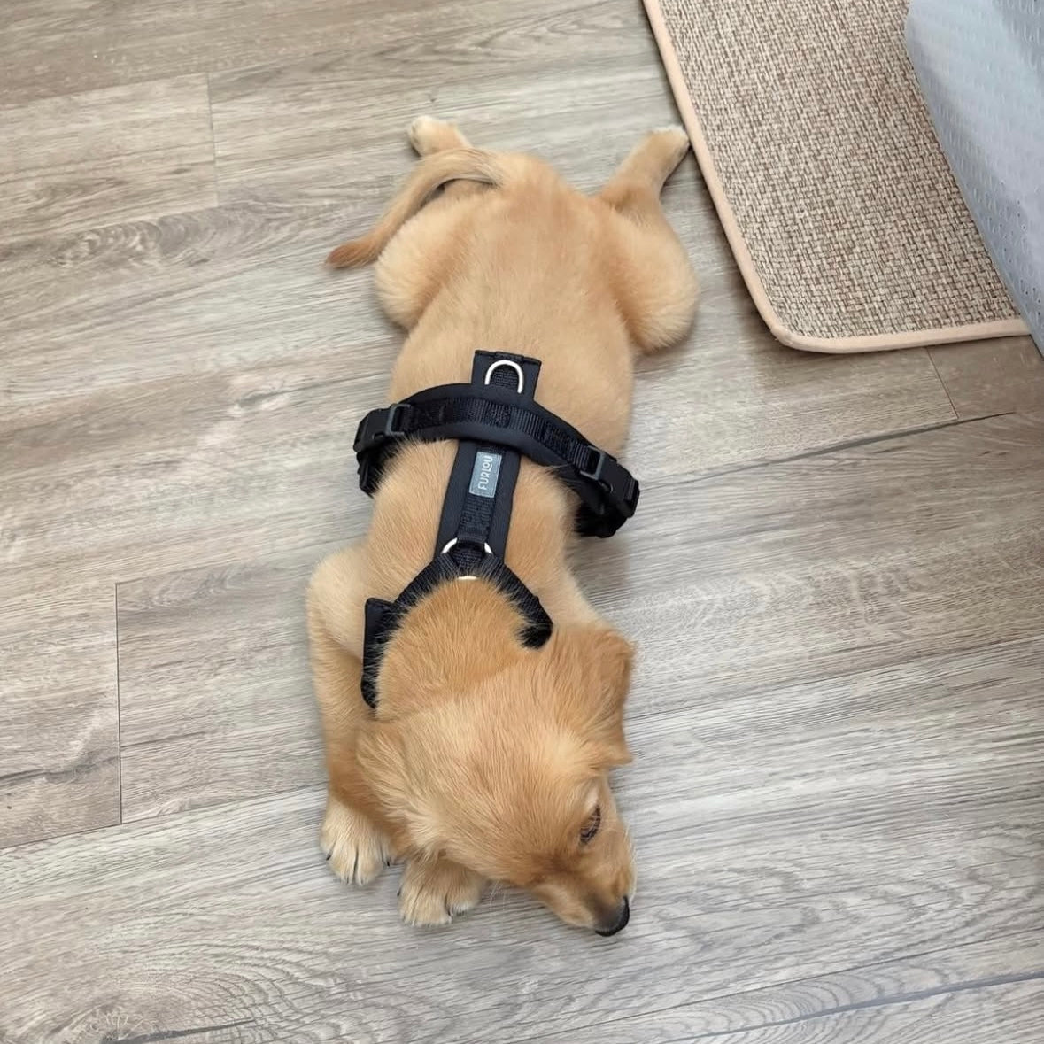 Comfort Dog Harness – Black