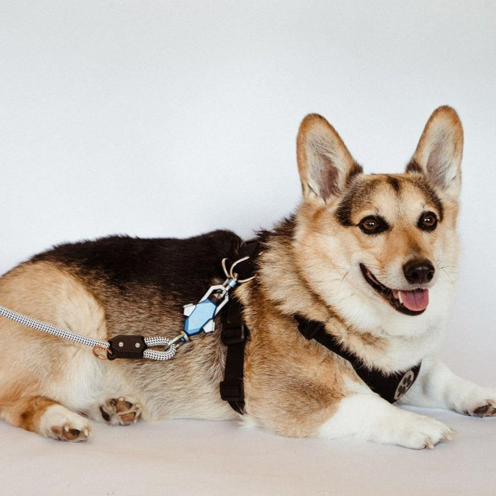 Magnetic One-Hand Dog Leash