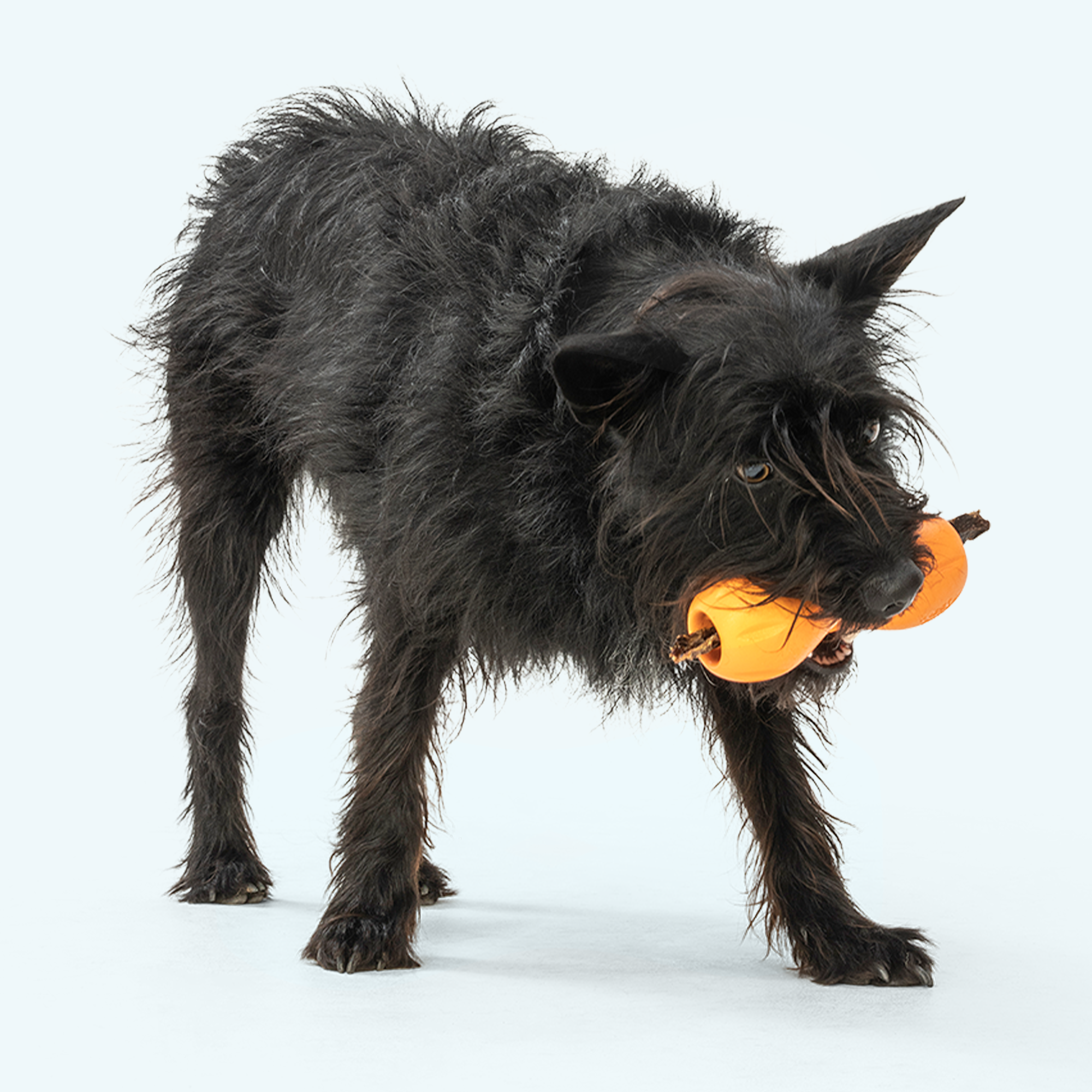 West Paw Qwizl Treat Dispensing Chew Toy