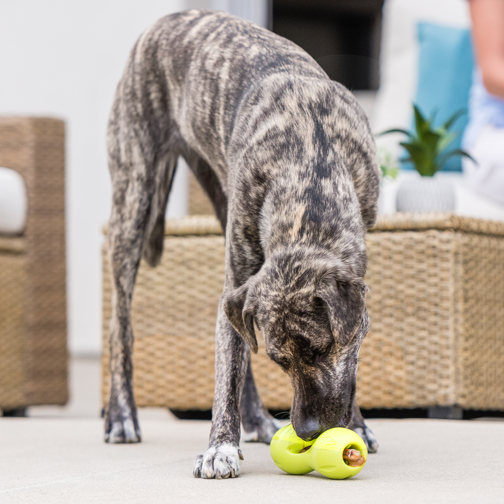 West Paw Qwizl Treat Dispensing Chew Toy