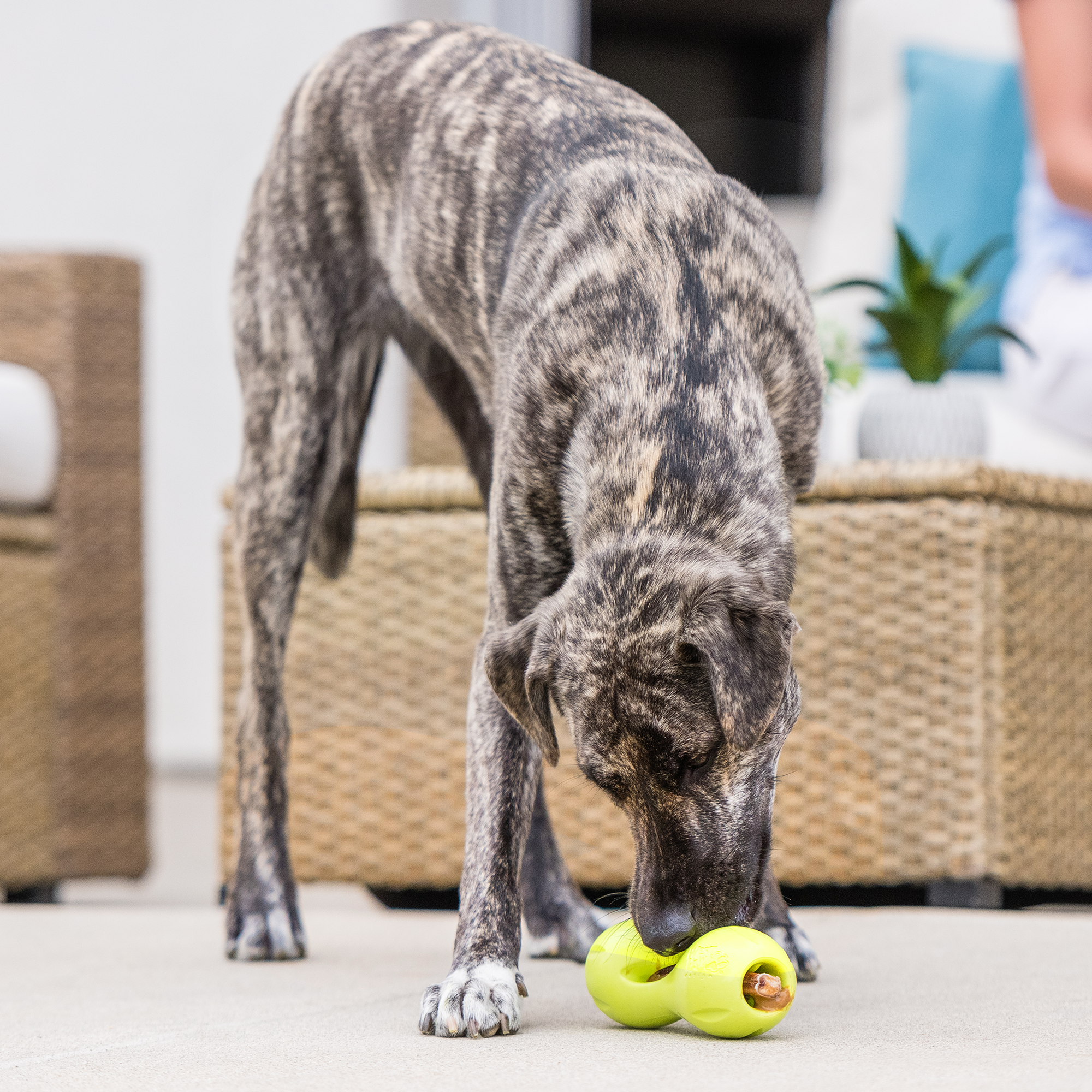 West Paw Qwizl Treat Dispensing Chew Toy