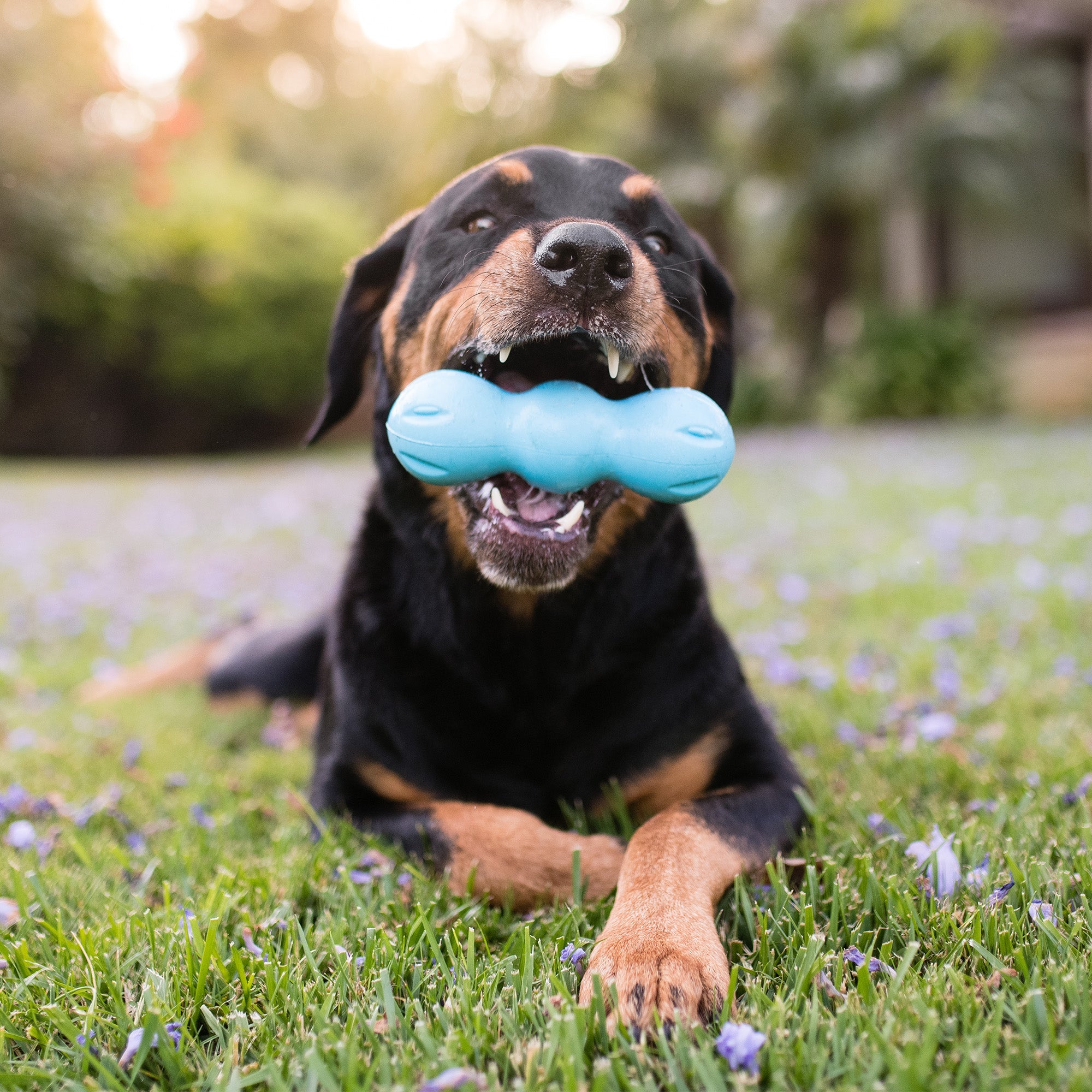 West Paw Rumpus Durable Dog Chew Toy