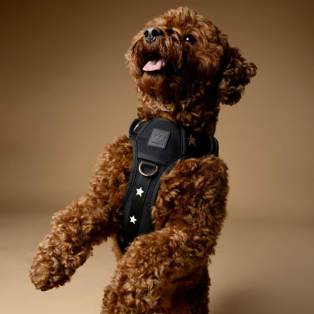 NoMad Adjustable Luxe Dog Harness - Rockstar