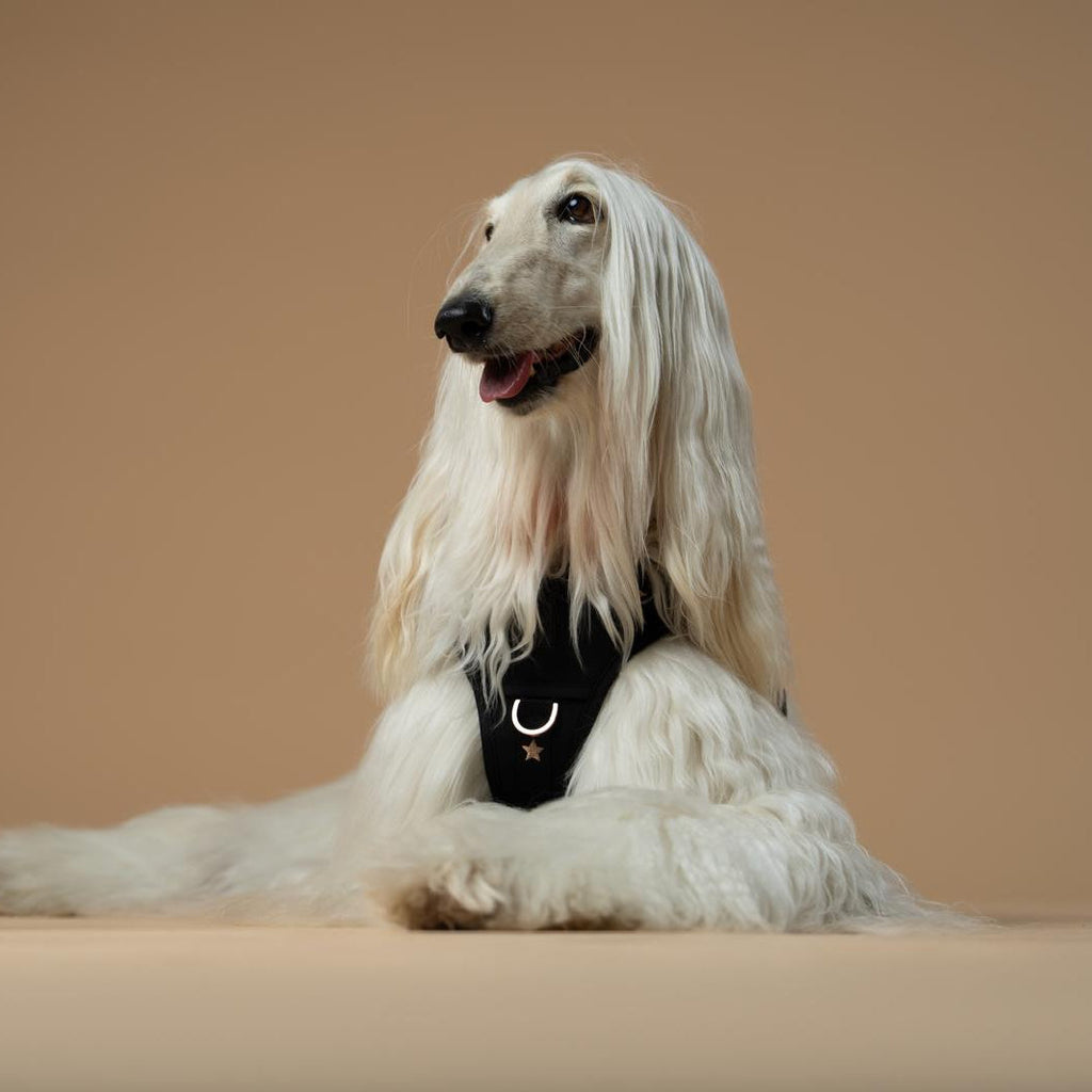 NoMad Adjustable Luxe Dog Harness - Rockstar