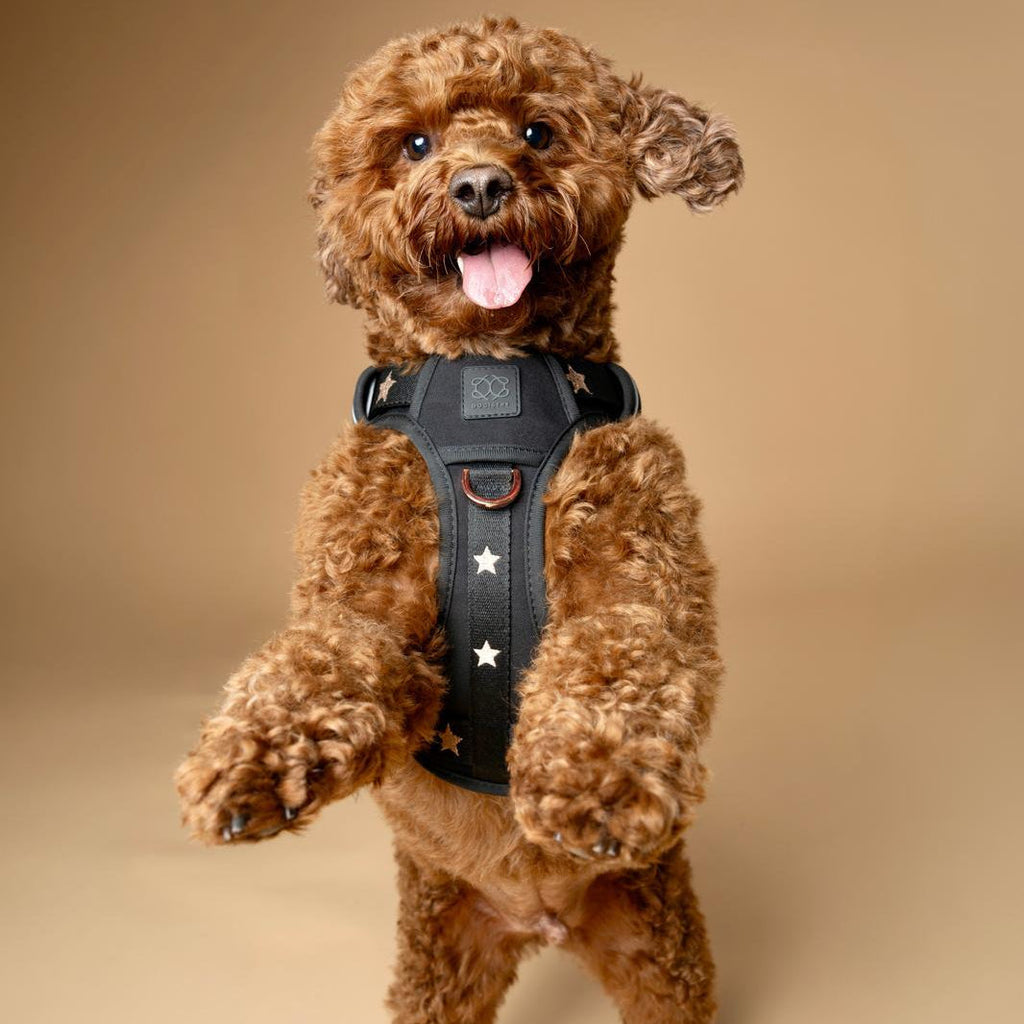 NoMad Adjustable Luxe Dog Harness - Rockstar