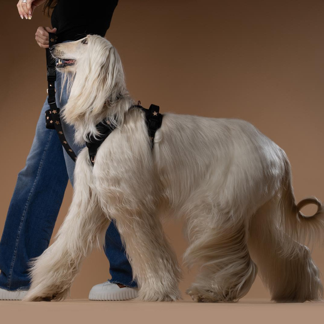 NoMad Adjustable Luxe Dog Harness - Rockstar
