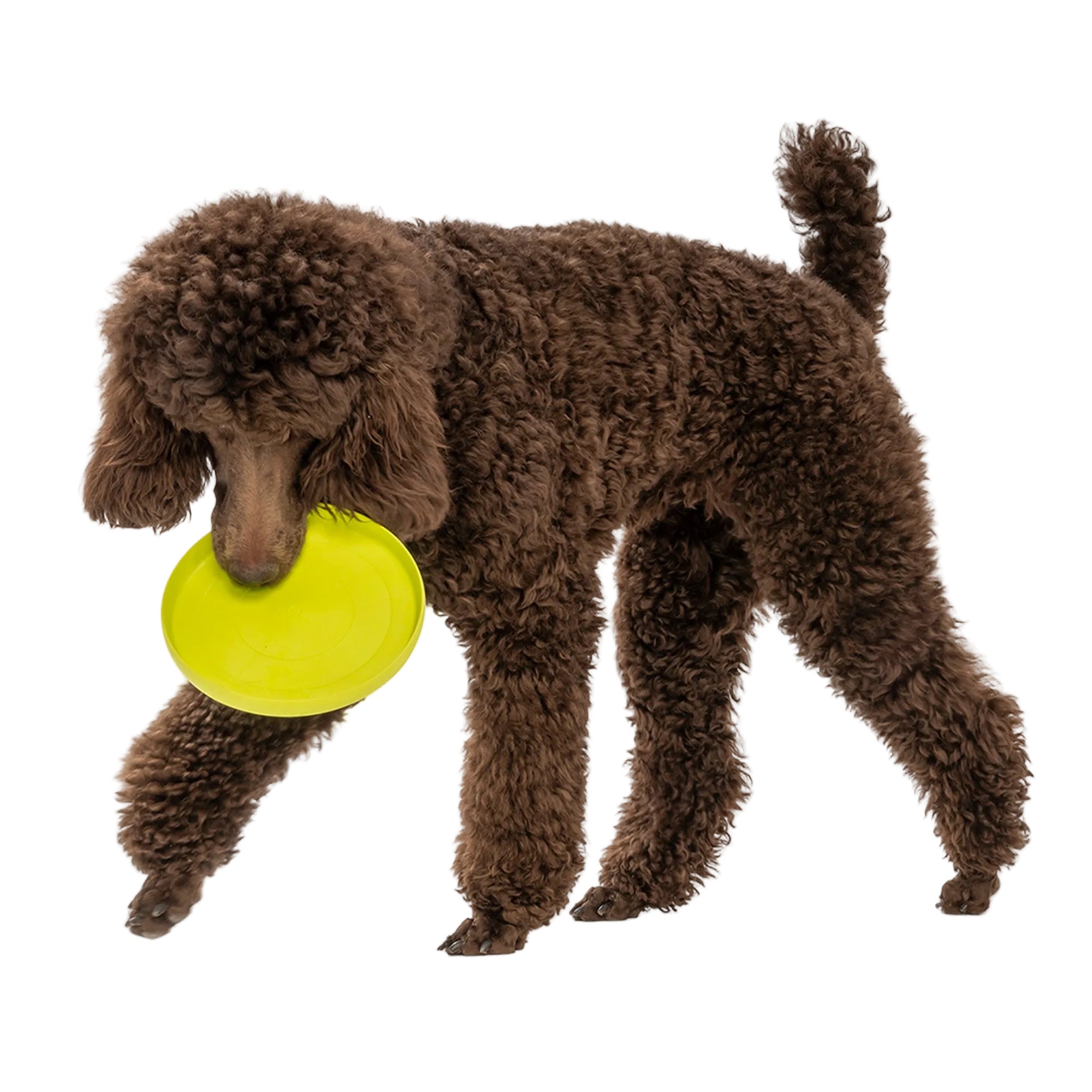 West Paw Zisc Flying Disc Dog Toy