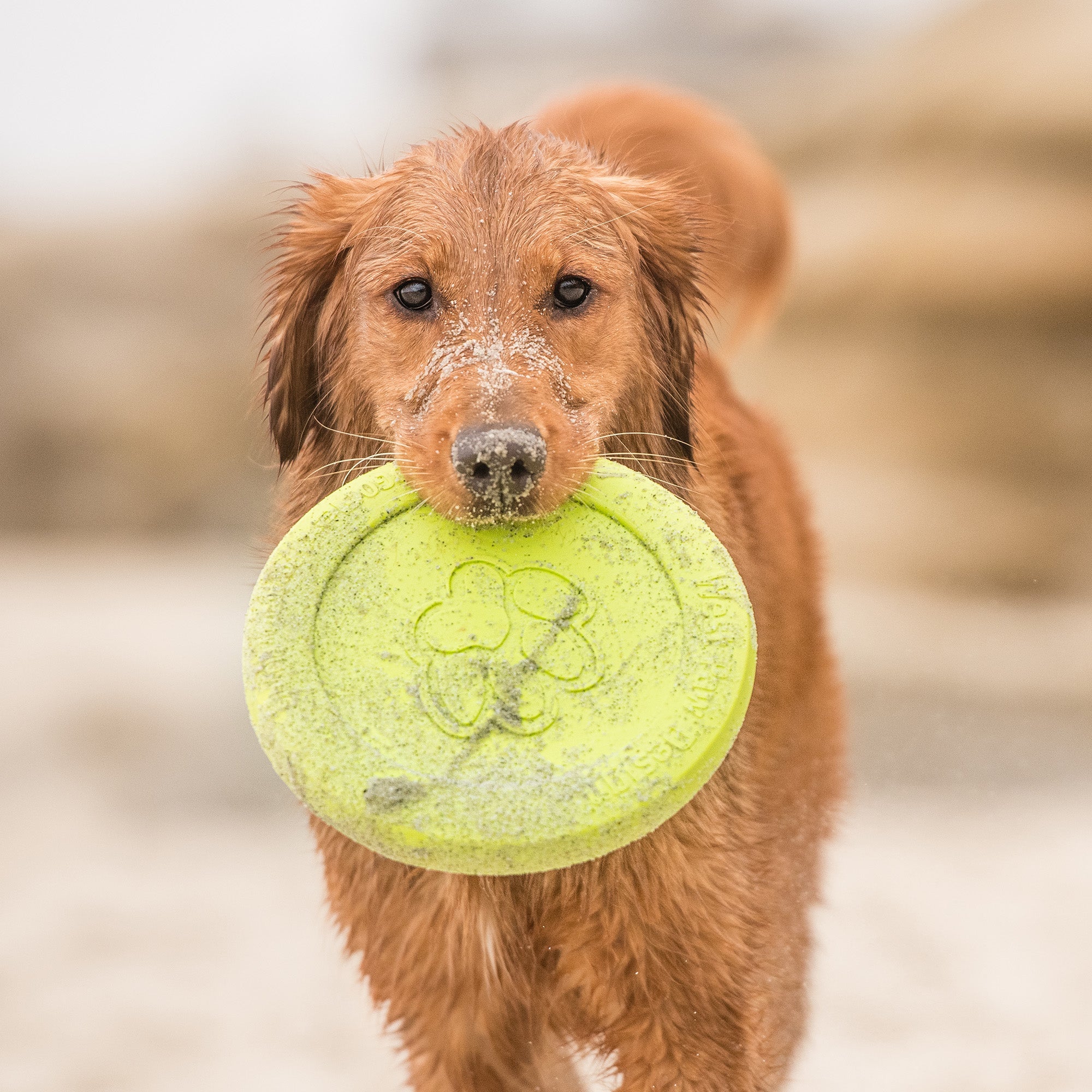 West Paw Zisc Flying Disc Dog Toy