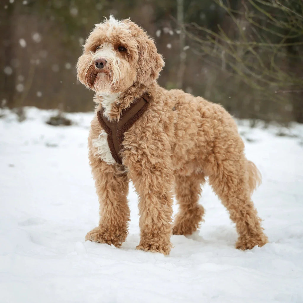 Sherpa-Style Dog Harness – Black