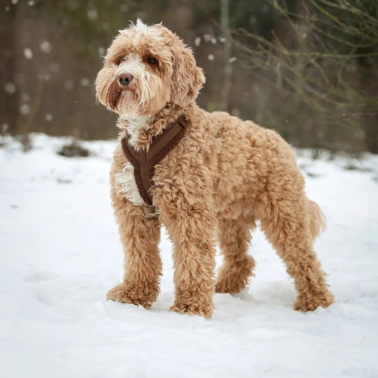 Sherpa-Style Dog Harness – Black