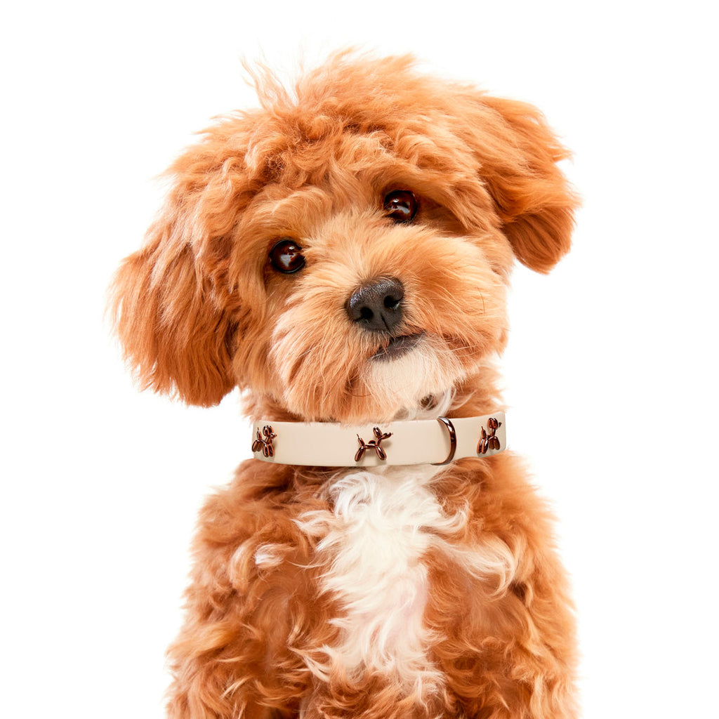 SandDog Balloon Beige Dog Collar