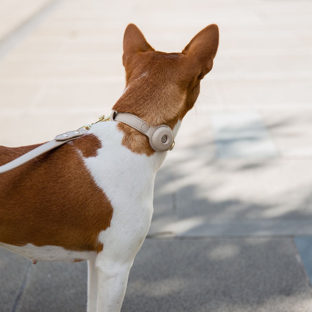 Nina Woof Cupertino Vegan Leather Dog Collar for Apple AirTag