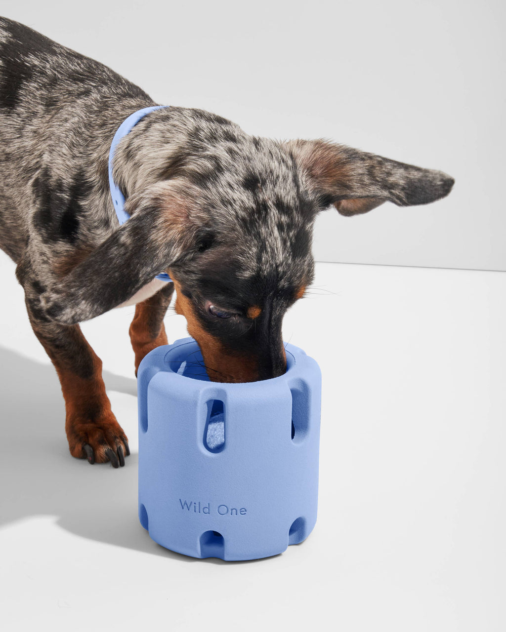Dog interacting with a blue dog toy labeled 'Wild One' on a white background