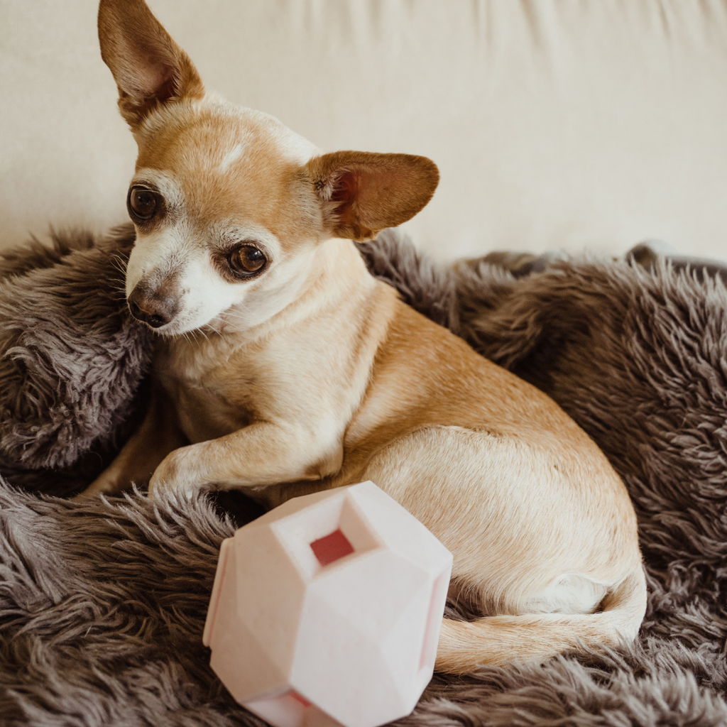 Odin Treat Dispensing Dog Toy